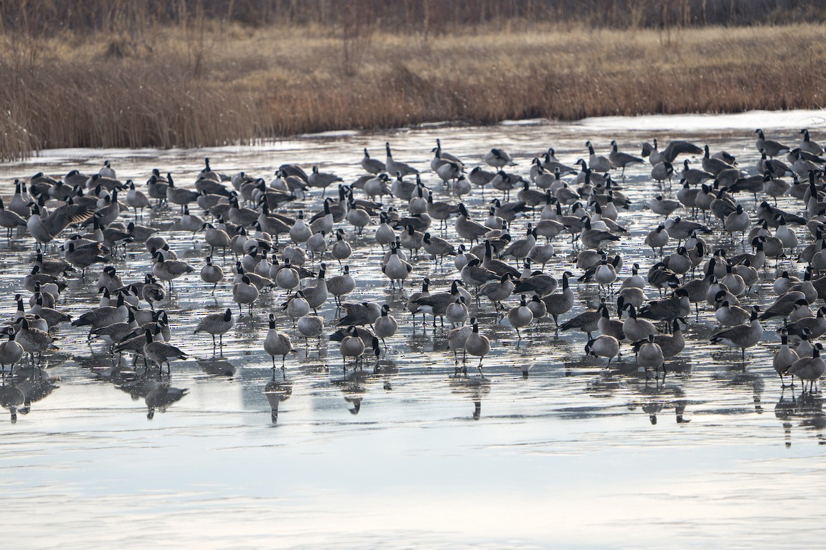 Oca canadese maggiore - ML644289729