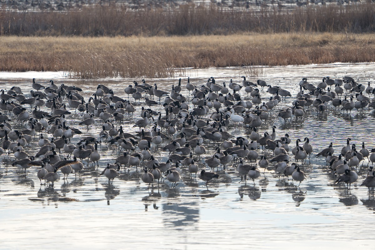 Oca canadese maggiore - ML644289730