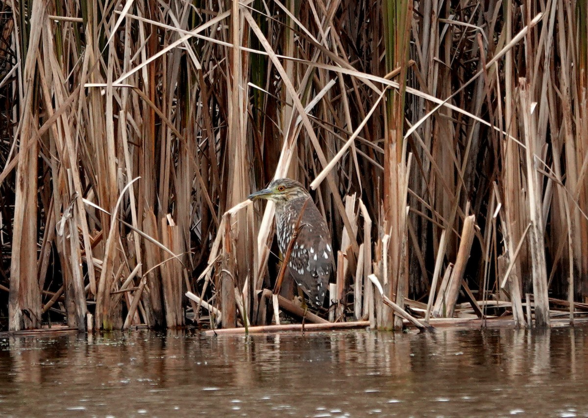 Black-crowned Night Heron - ML644289731