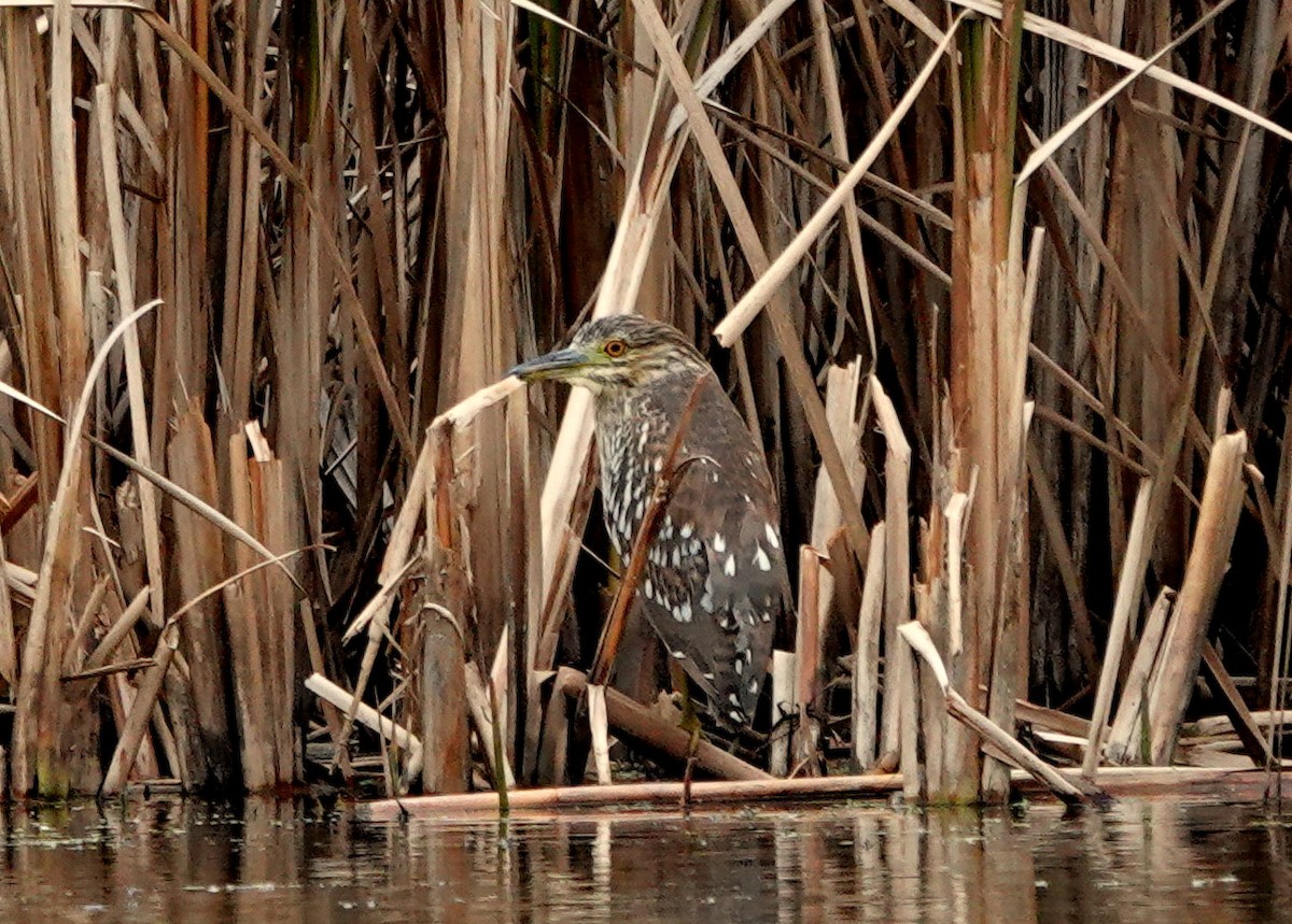 Black-crowned Night Heron - ML644289732