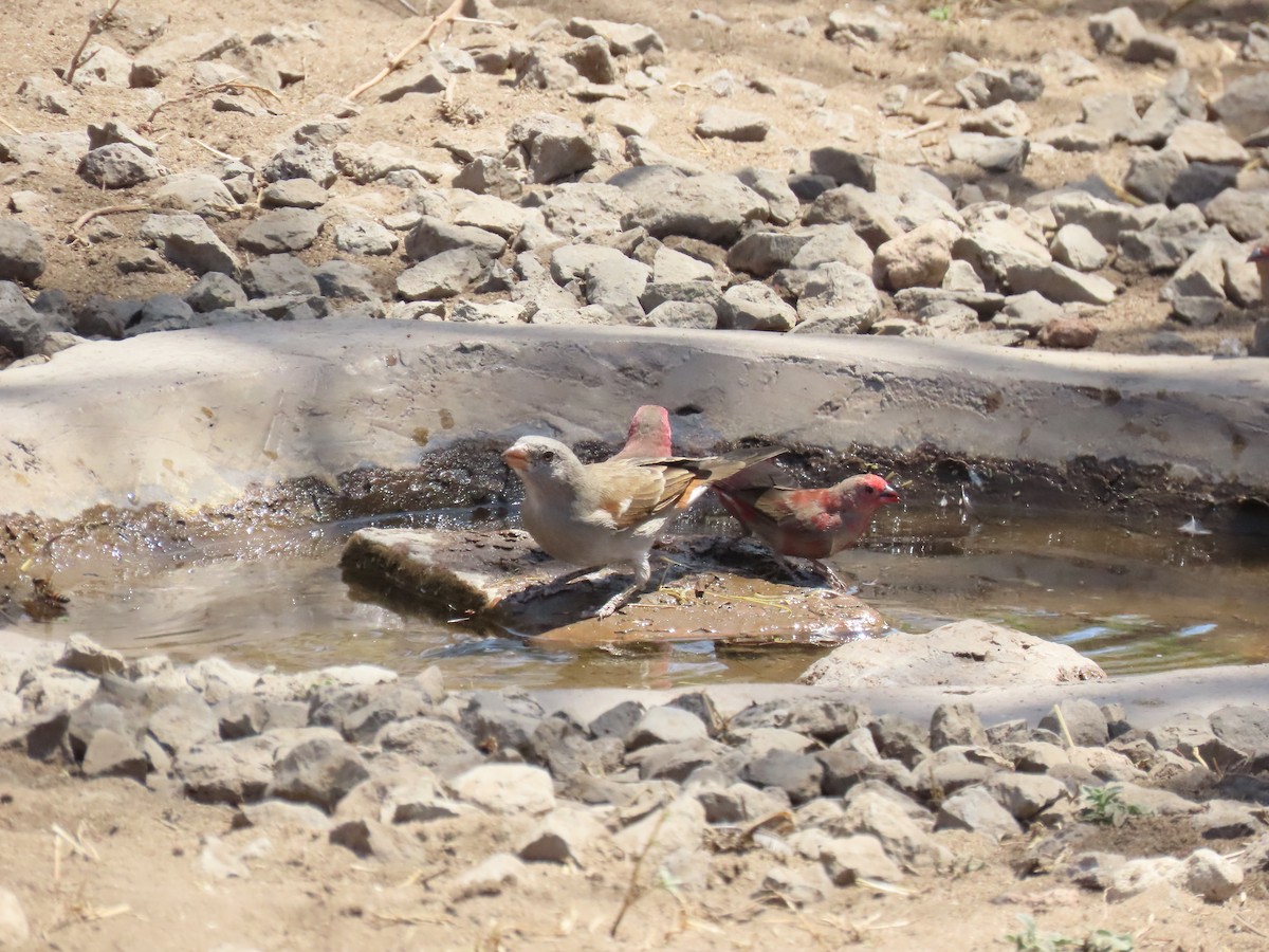 Northern Gray-headed Sparrow - ML644289733