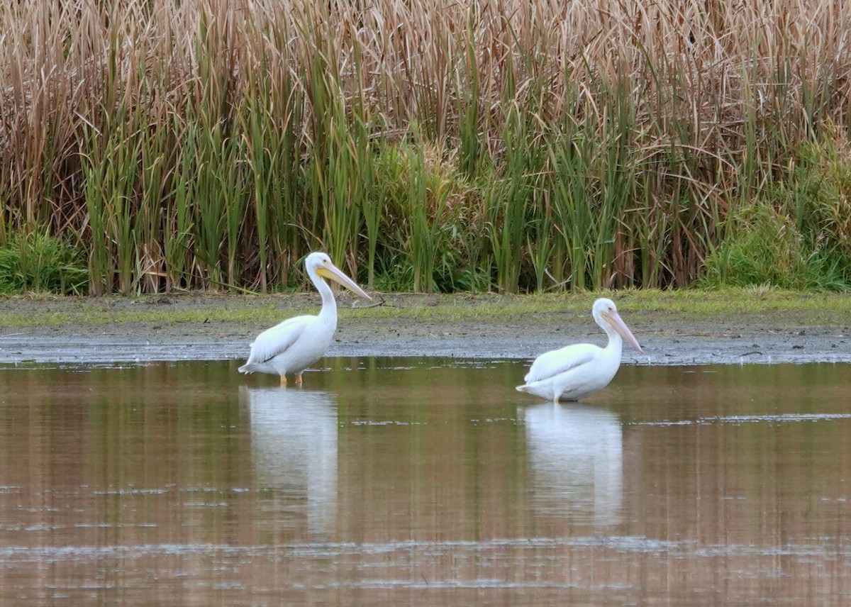 American White Pelican - ML644289750