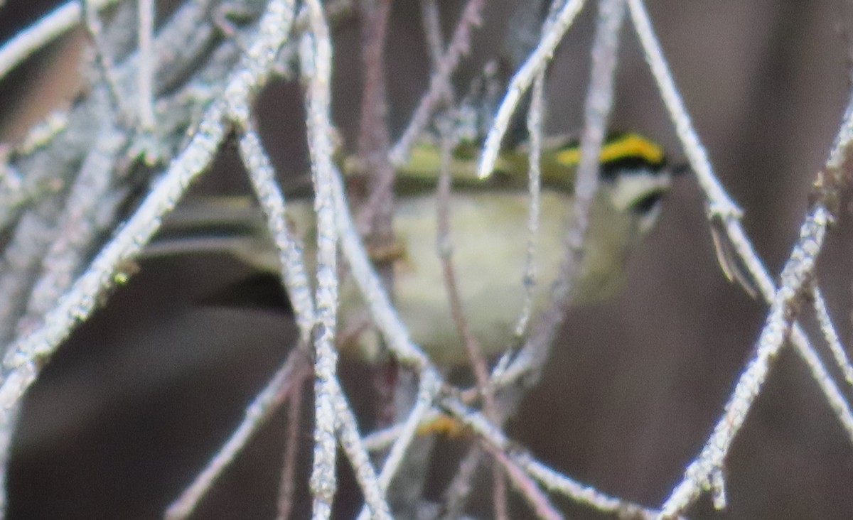 Erregetxo amerikarra - ML644289757