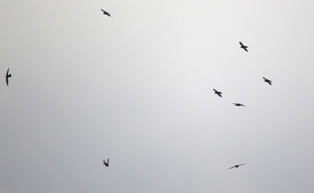 White-collared Swift - ML644289762