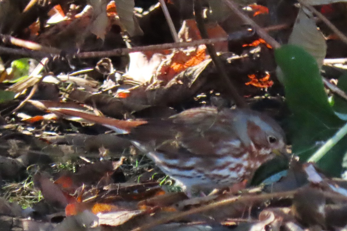 Fox Sparrow - ML644289775