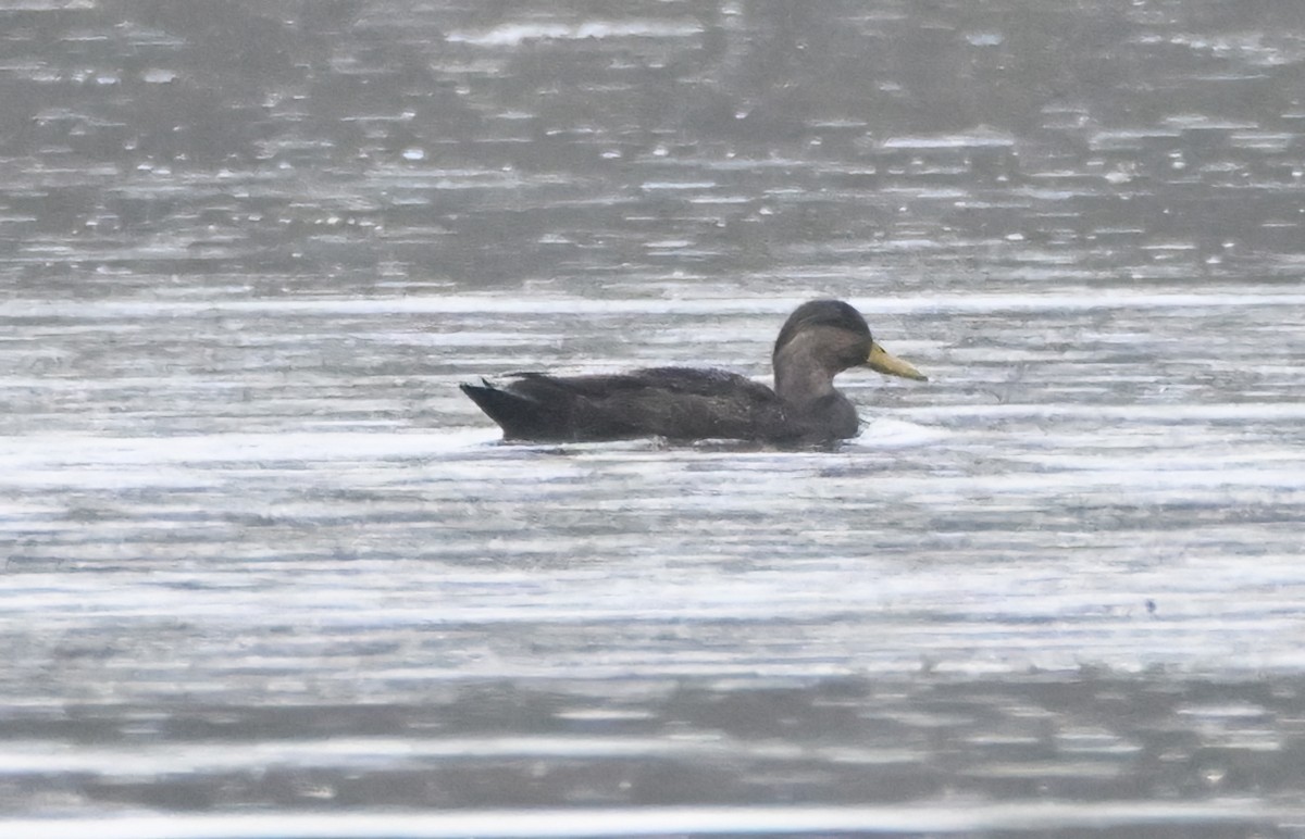 rødfotand - ML644289785