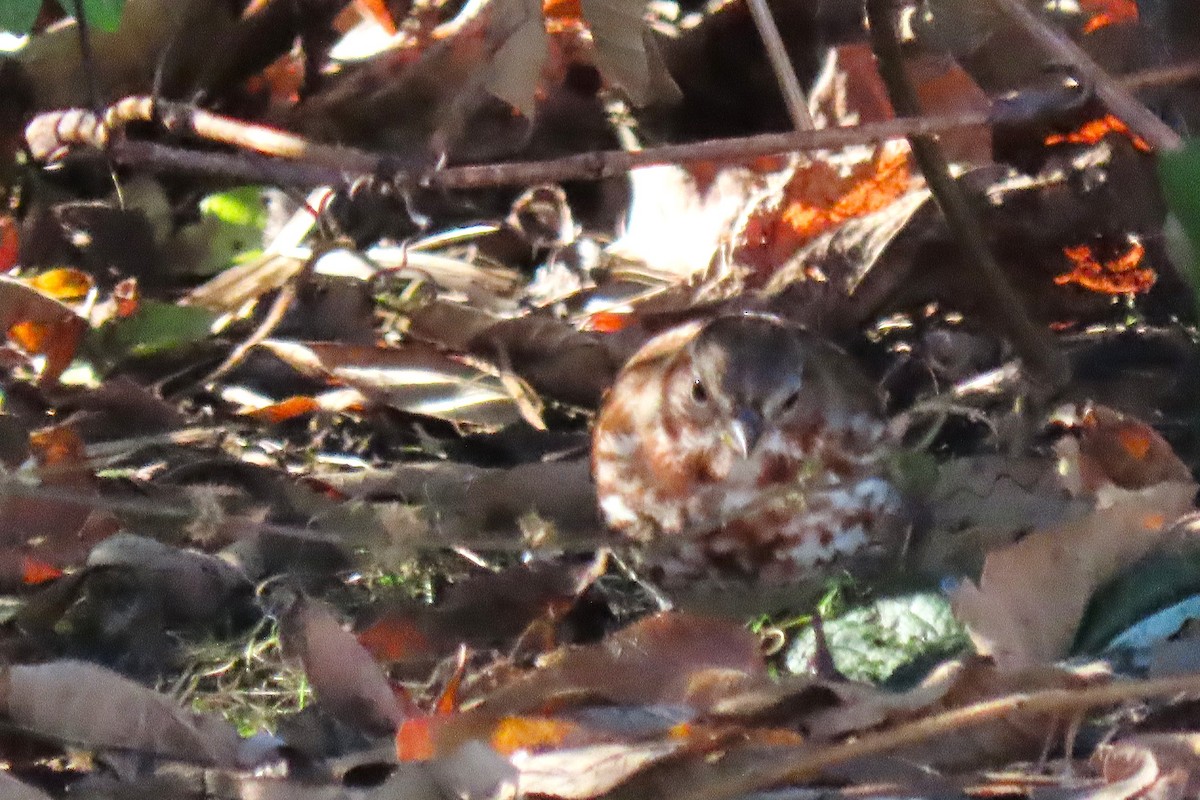 Fox Sparrow - ML644289786