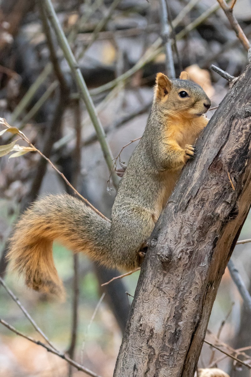 Eastern Fox Squirrel - ML644289789