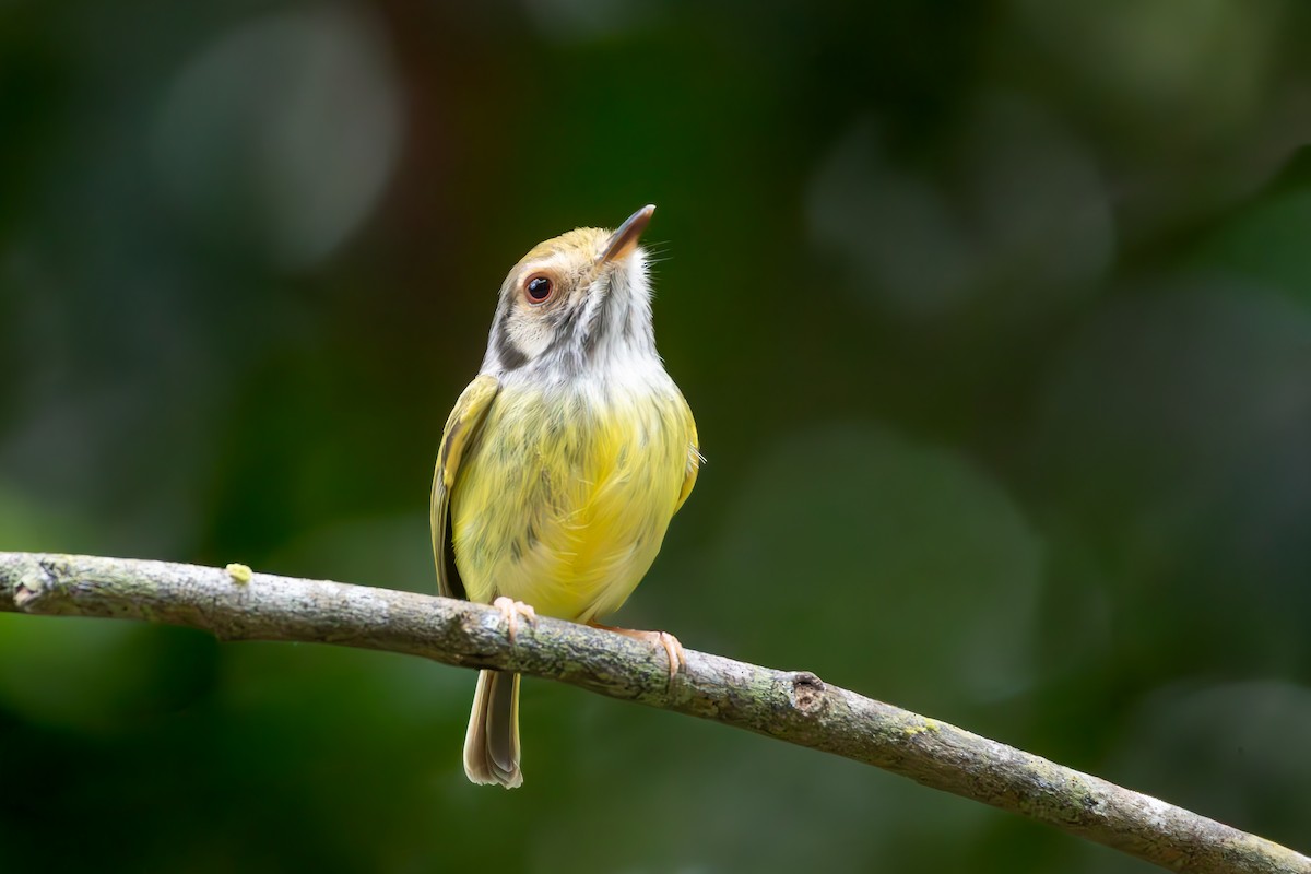 Eared Pygmy-Tyrant - ML644289791