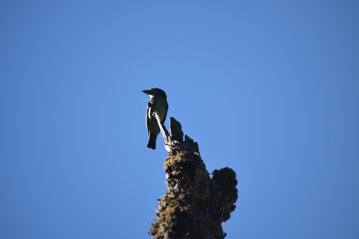 Western Wood-Pewee - ML644289800