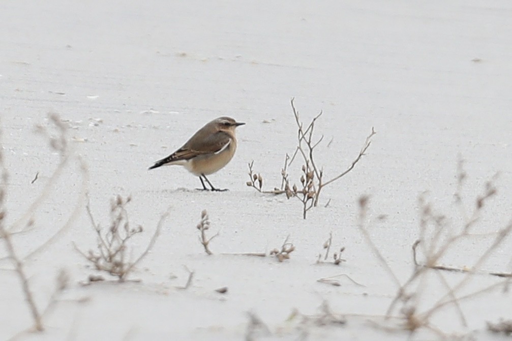 Northern Wheatear - ML644289805