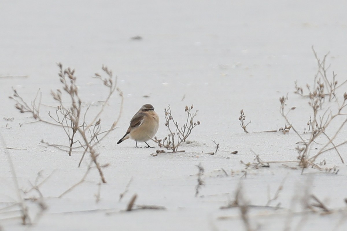 Northern Wheatear - ML644289806