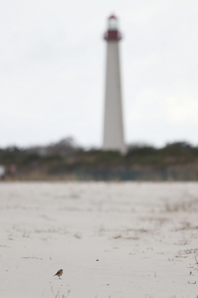 Northern Wheatear - ML644289807