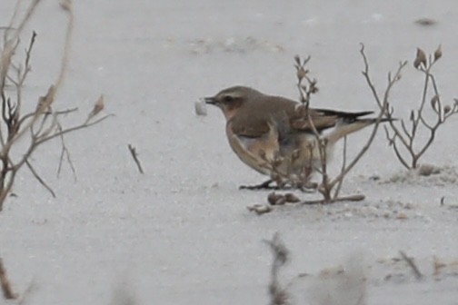Northern Wheatear - ML644289808