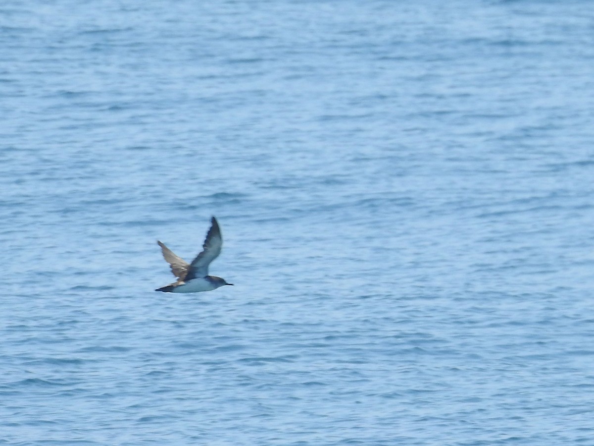 Black-vented Shearwater - ML644289812
