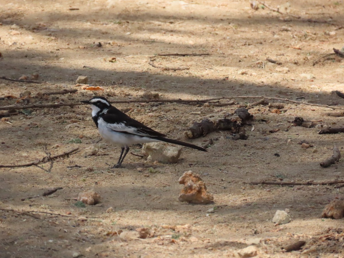 African Pied Wagtail - ML644289813
