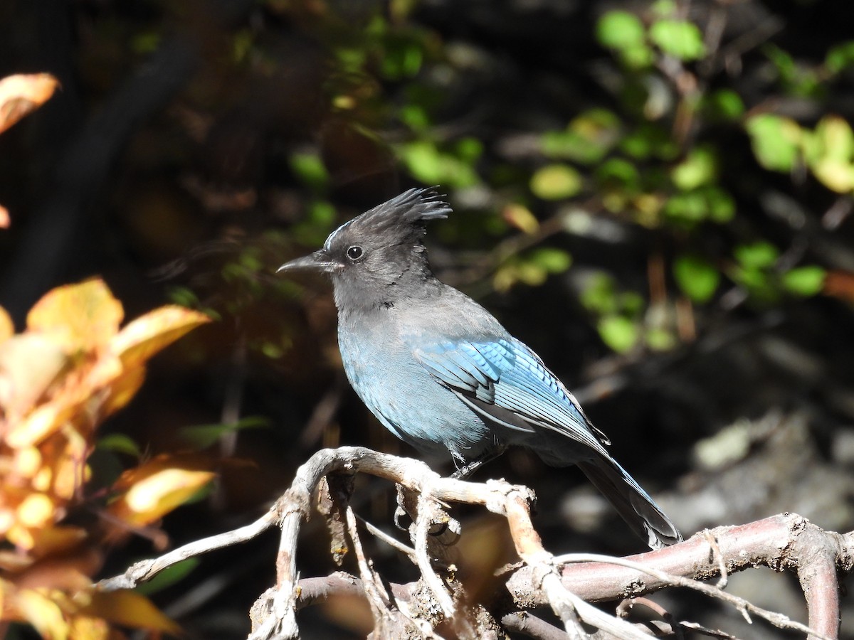 Стеллерова сойка - ML644289814