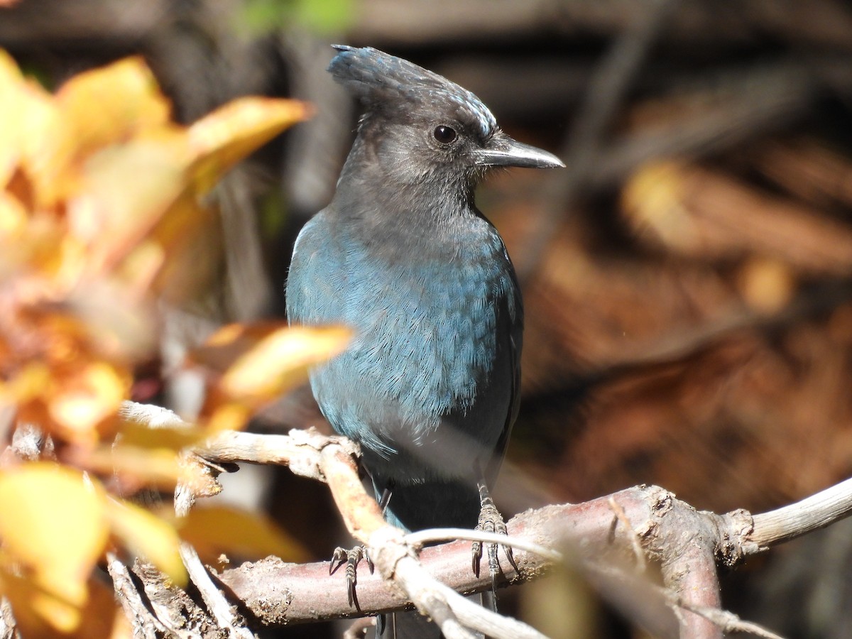 Стеллерова сойка - ML644289815