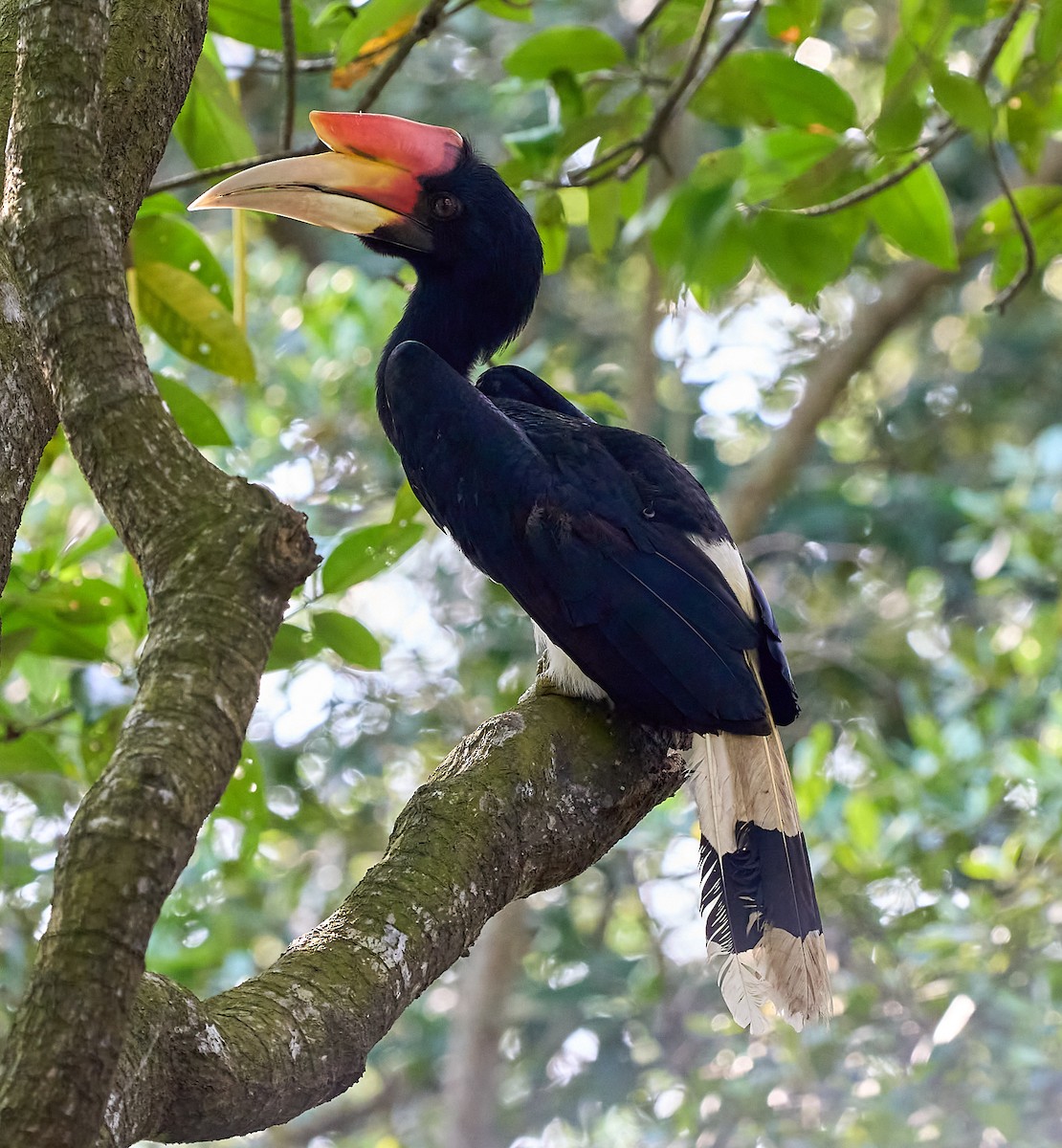 Rhinoceros Hornbill - ML644289818