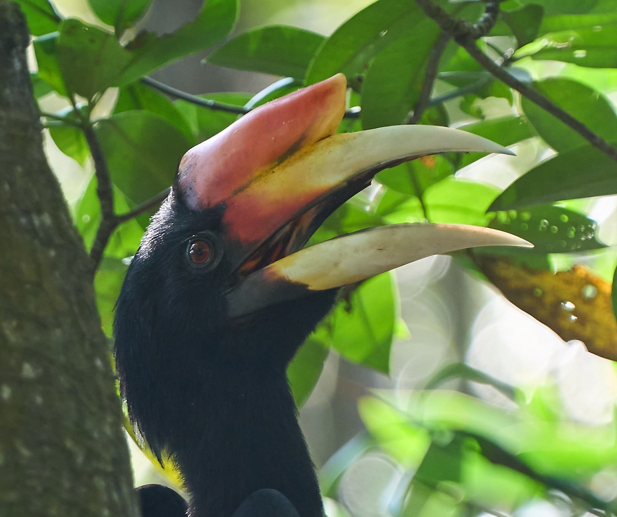 Rhinoceros Hornbill - ML644289819