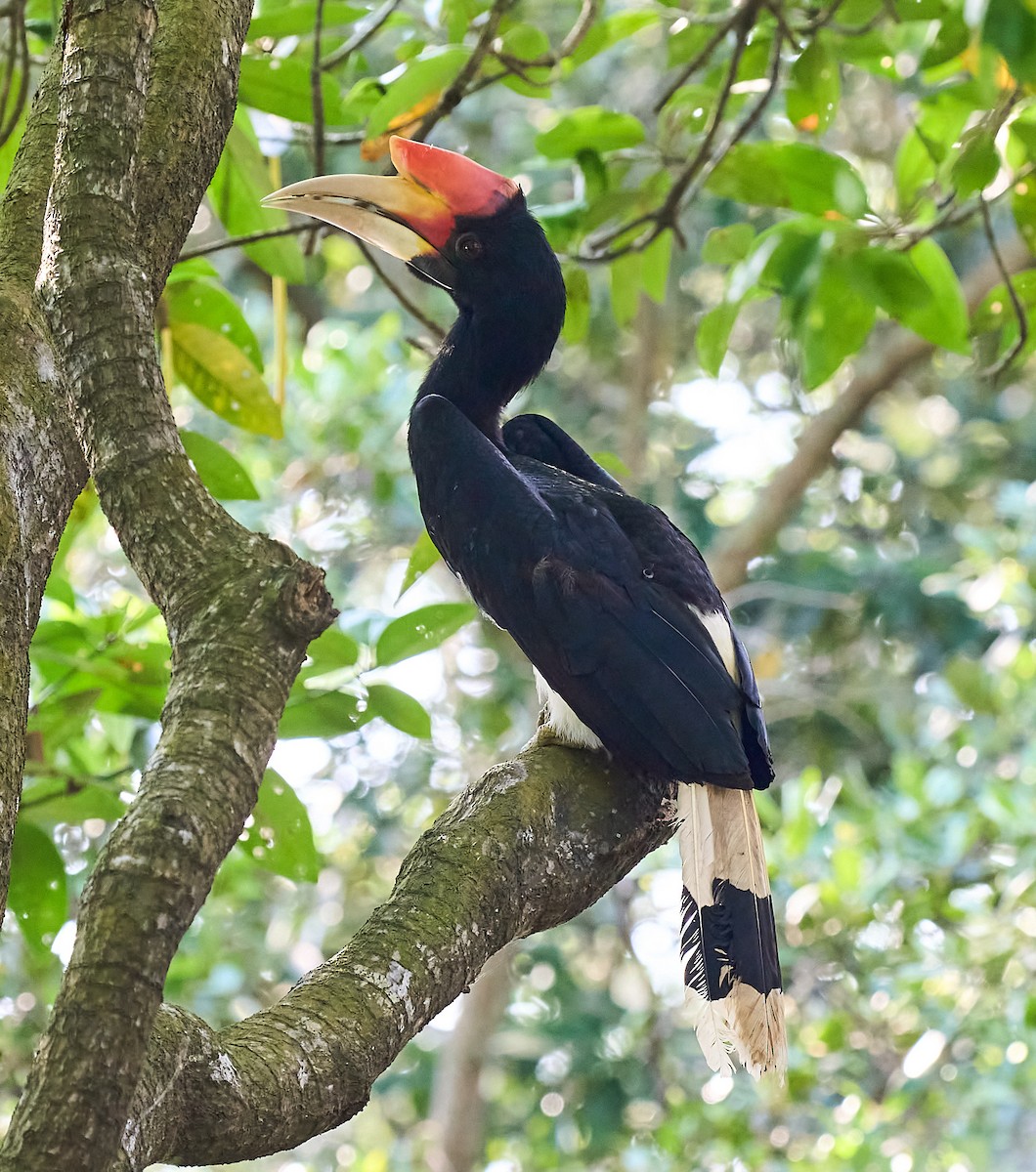 Rhinoceros Hornbill - ML644289820