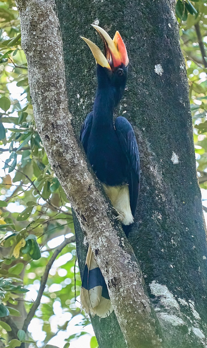 Rhinoceros Hornbill - ML644289821