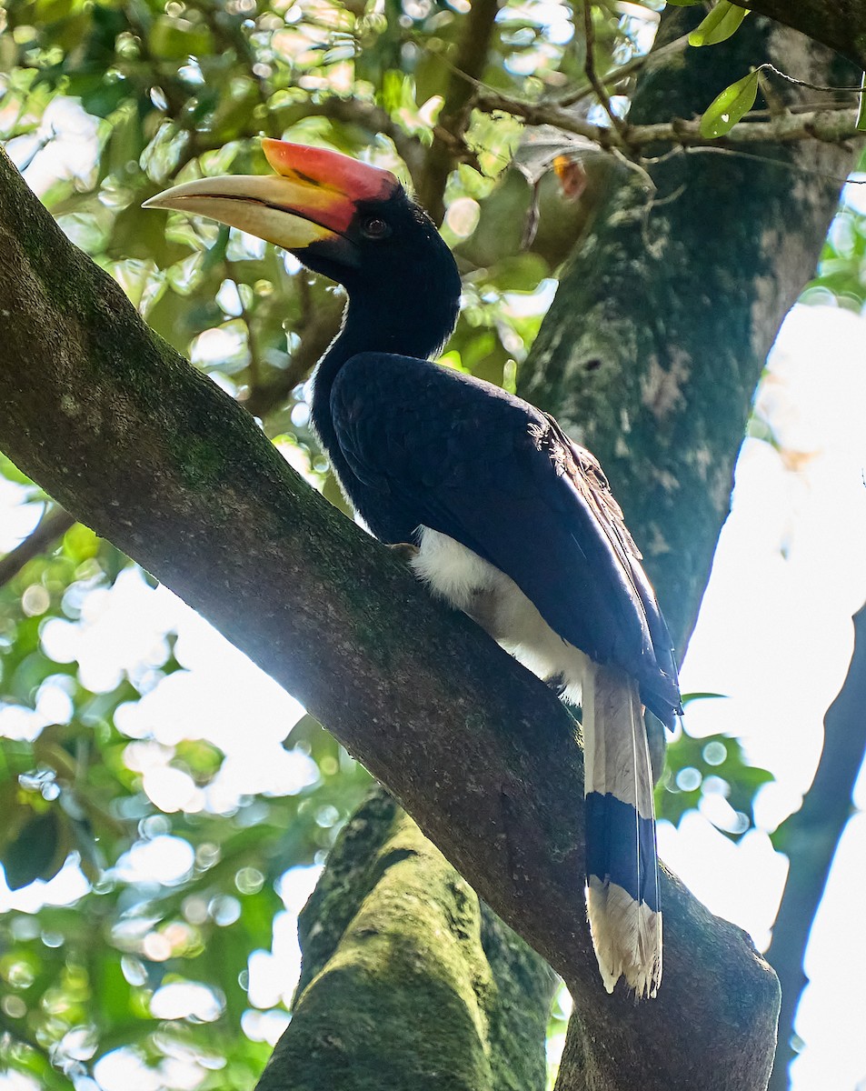 Rhinoceros Hornbill - ML644289822
