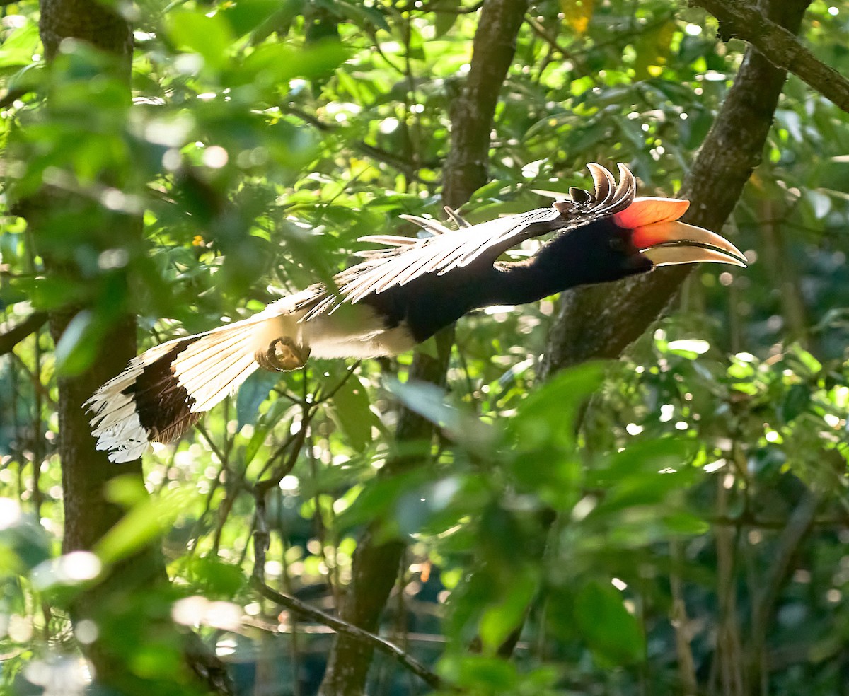 Rhinoceros Hornbill - ML644289824