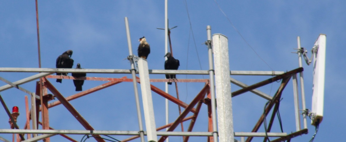 Black Vulture - ML644289846