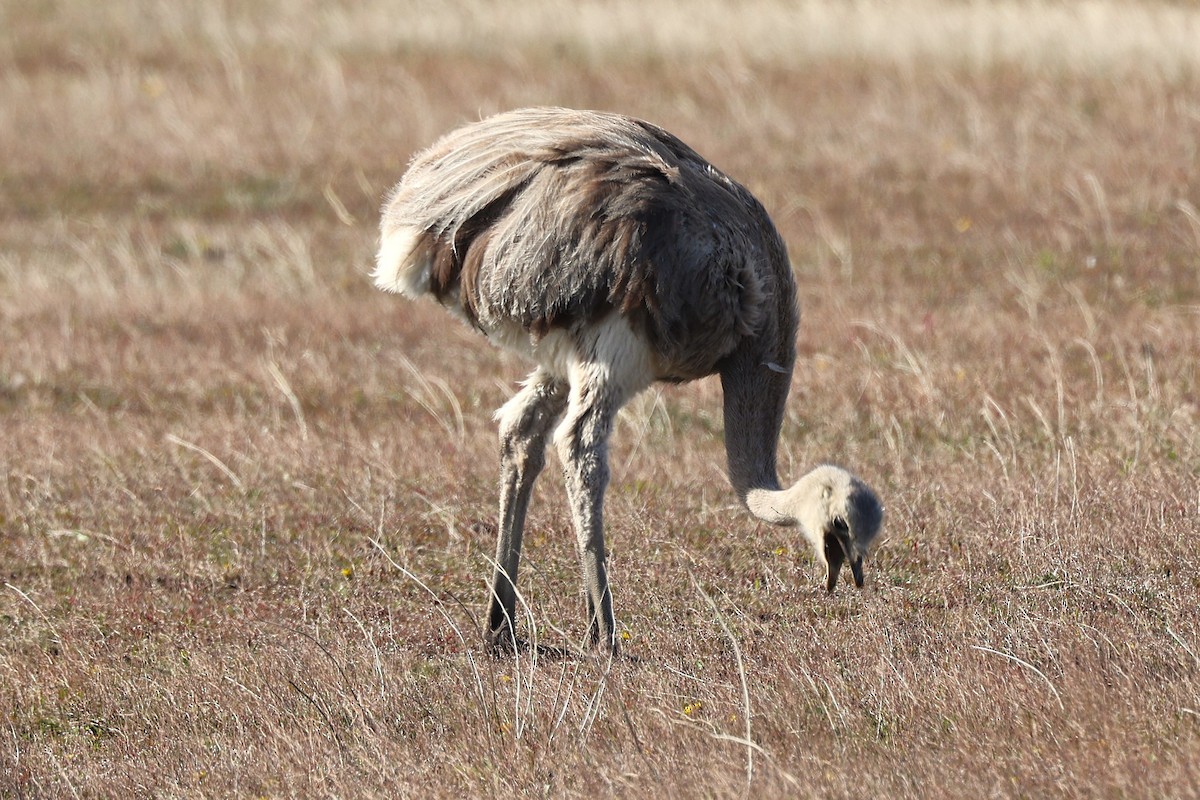 Lesser Rhea - ML644289851