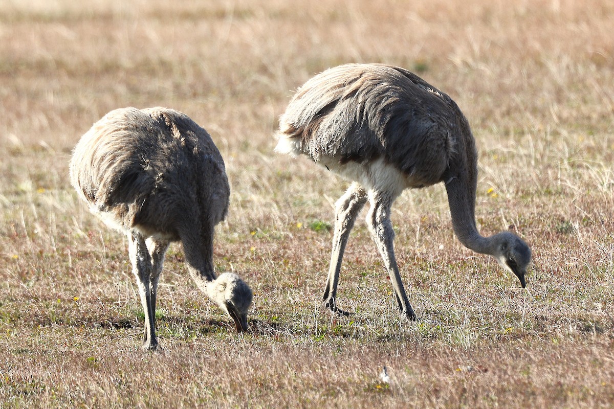 Lesser Rhea - ML644289852