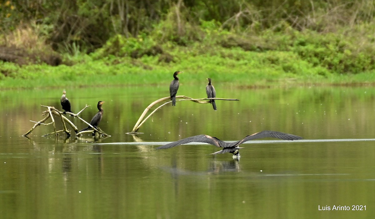 Neotropic Cormorant - ML644289856