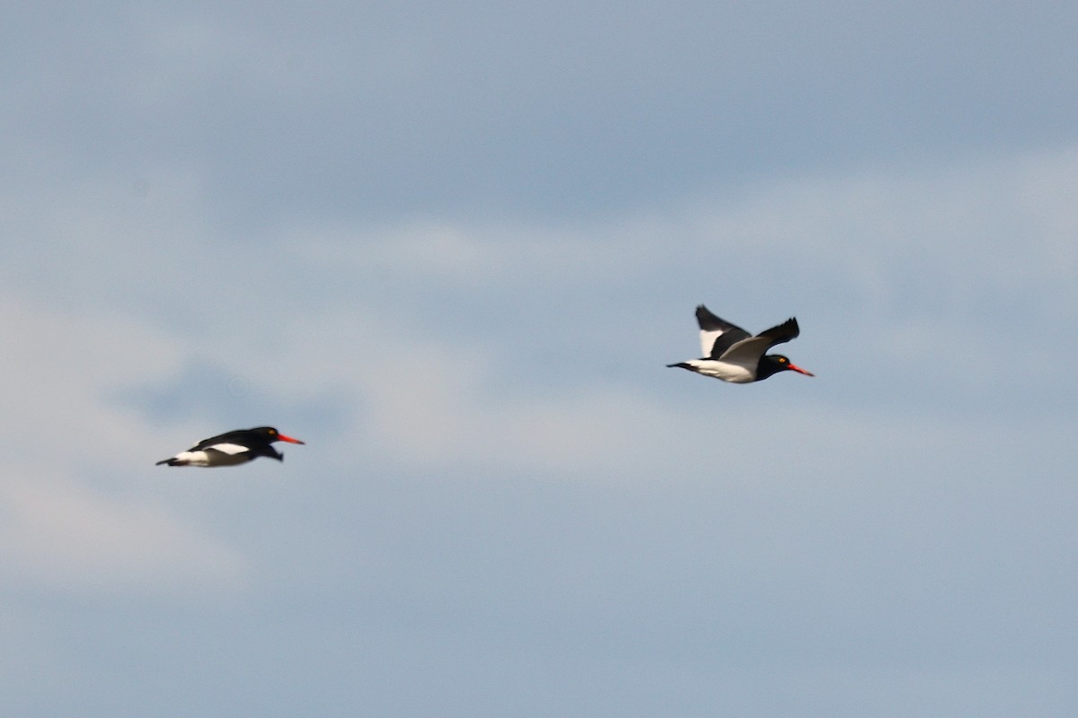 マゼランミヤコドリ - ML644289859