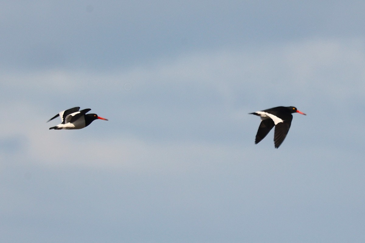 マゼランミヤコドリ - ML644289860