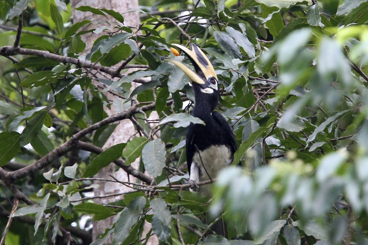 キタカササギサイチョウ - ML644289878