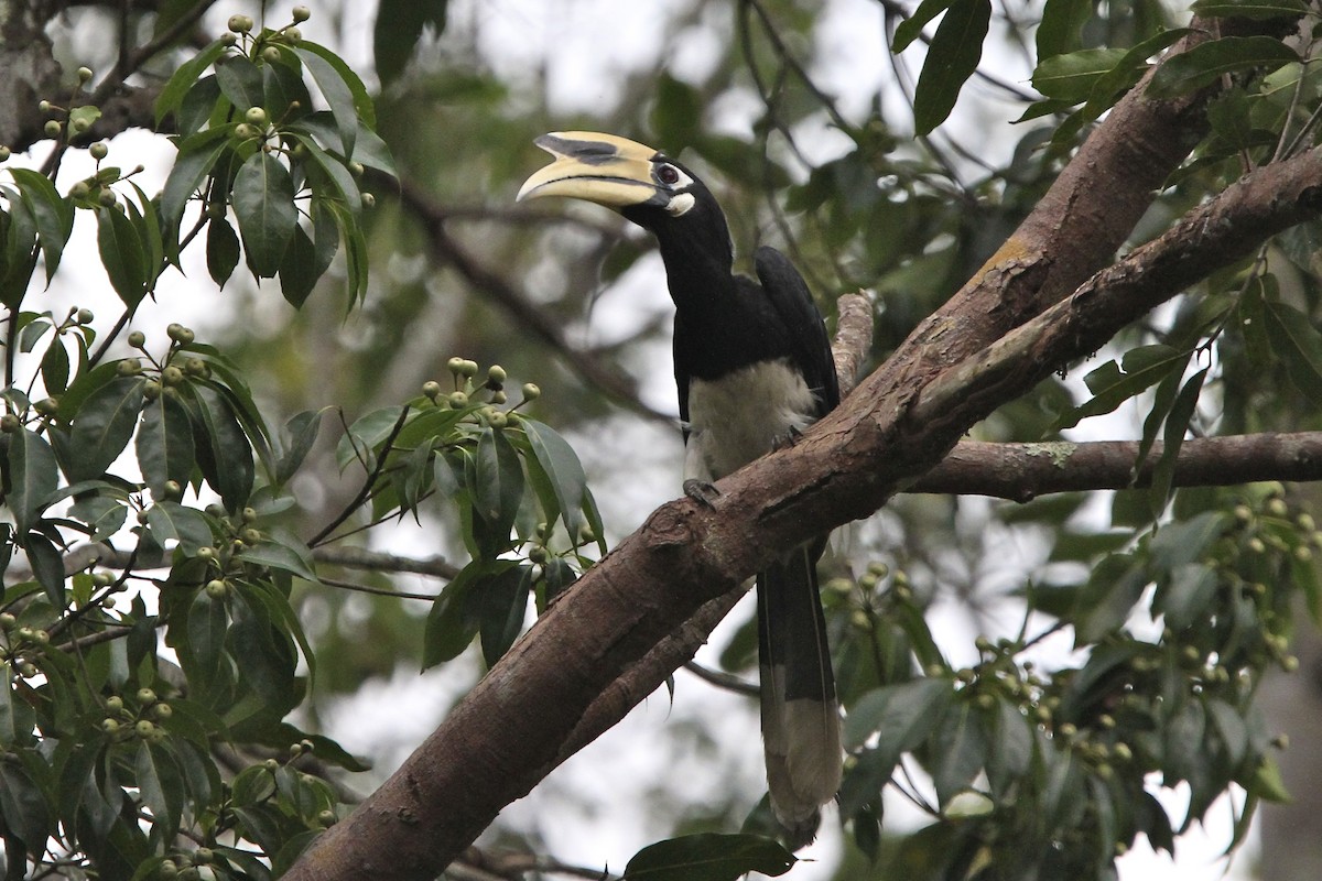 キタカササギサイチョウ - ML644289879