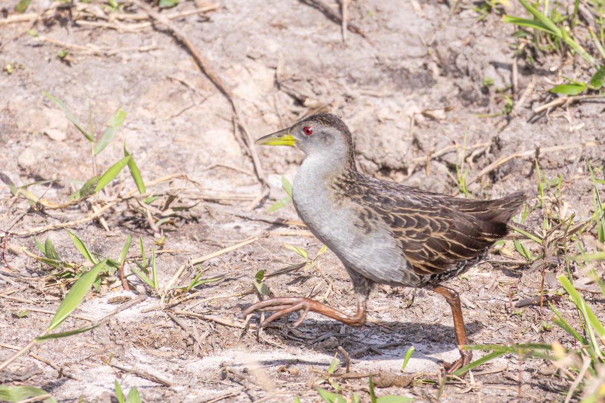 Ash-throated Crake - ML644289880