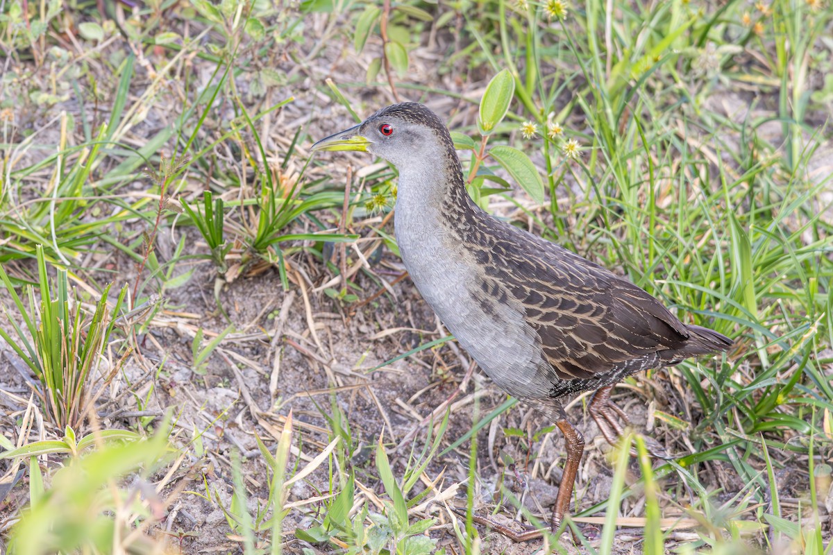 Ash-throated Crake - ML644289881