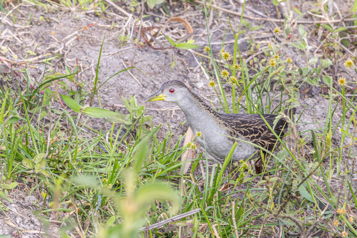 Ash-throated Crake - ML644289882
