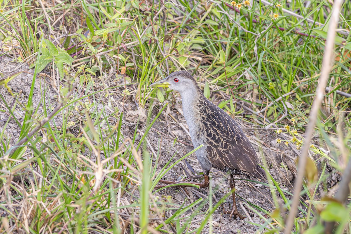 Ash-throated Crake - ML644289884