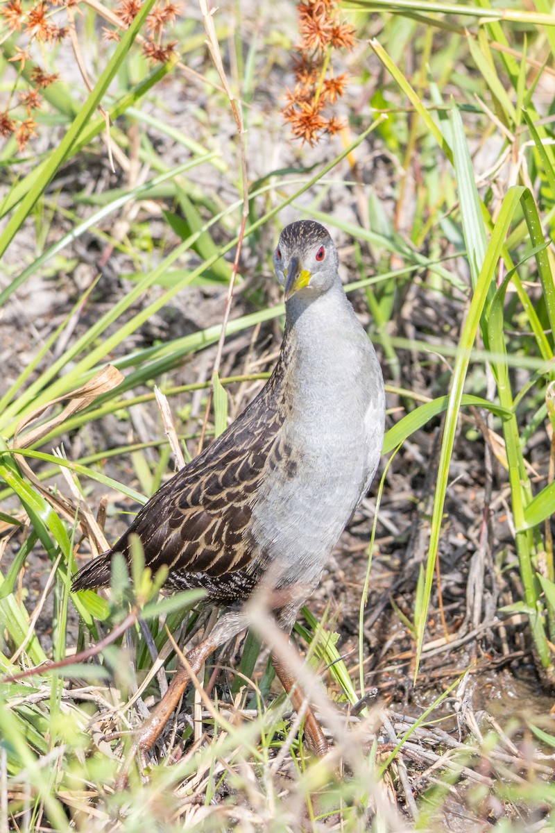 Ash-throated Crake - ML644289885