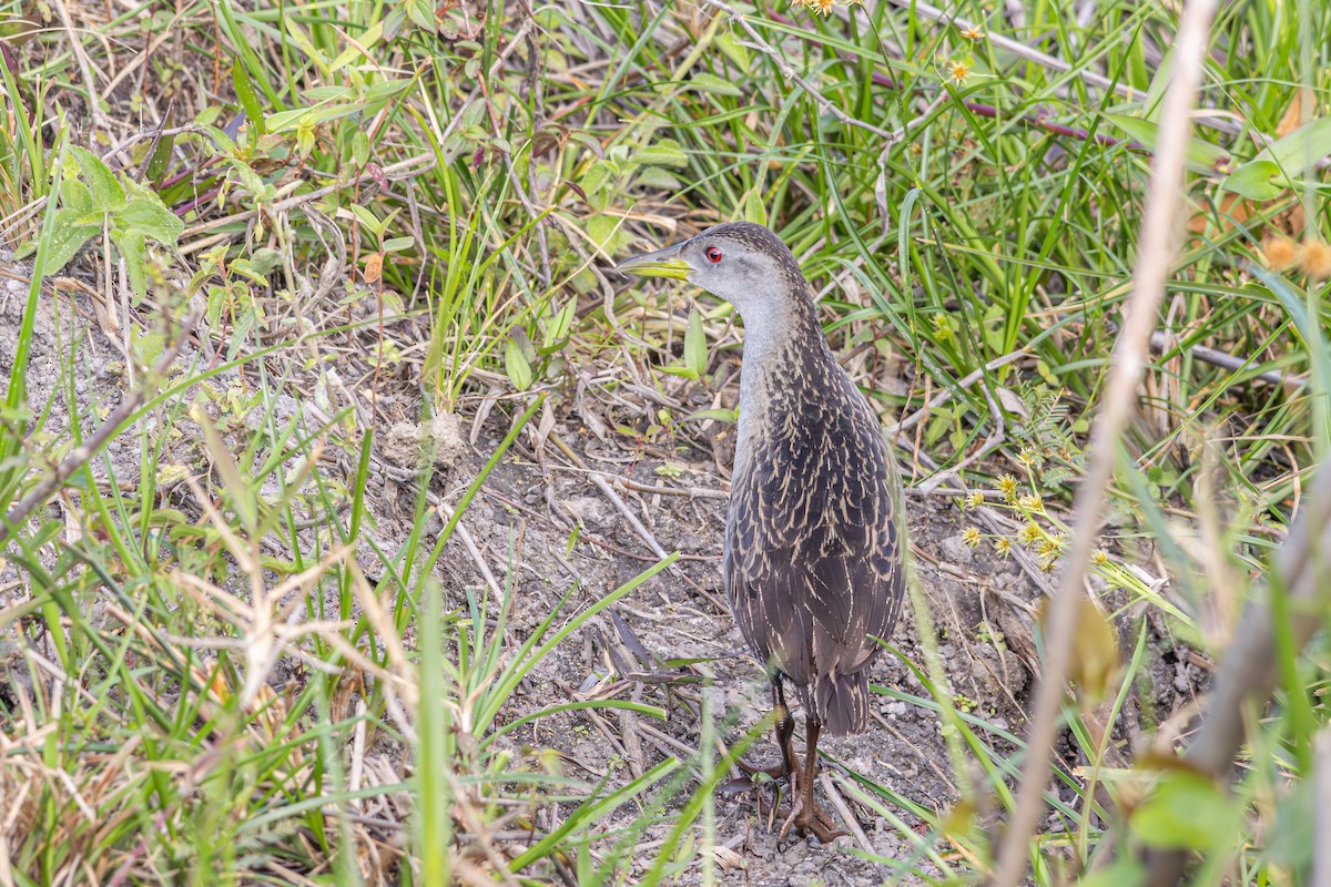 Ash-throated Crake - ML644289886