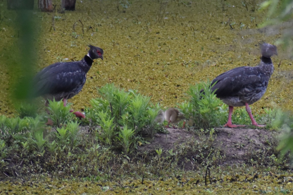 Southern Screamer - ML644289892