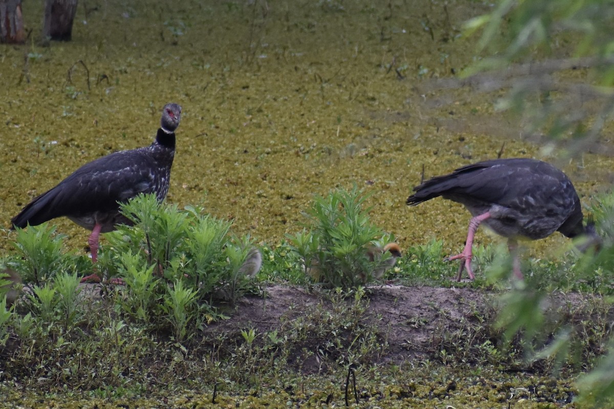 Southern Screamer - ML644289893