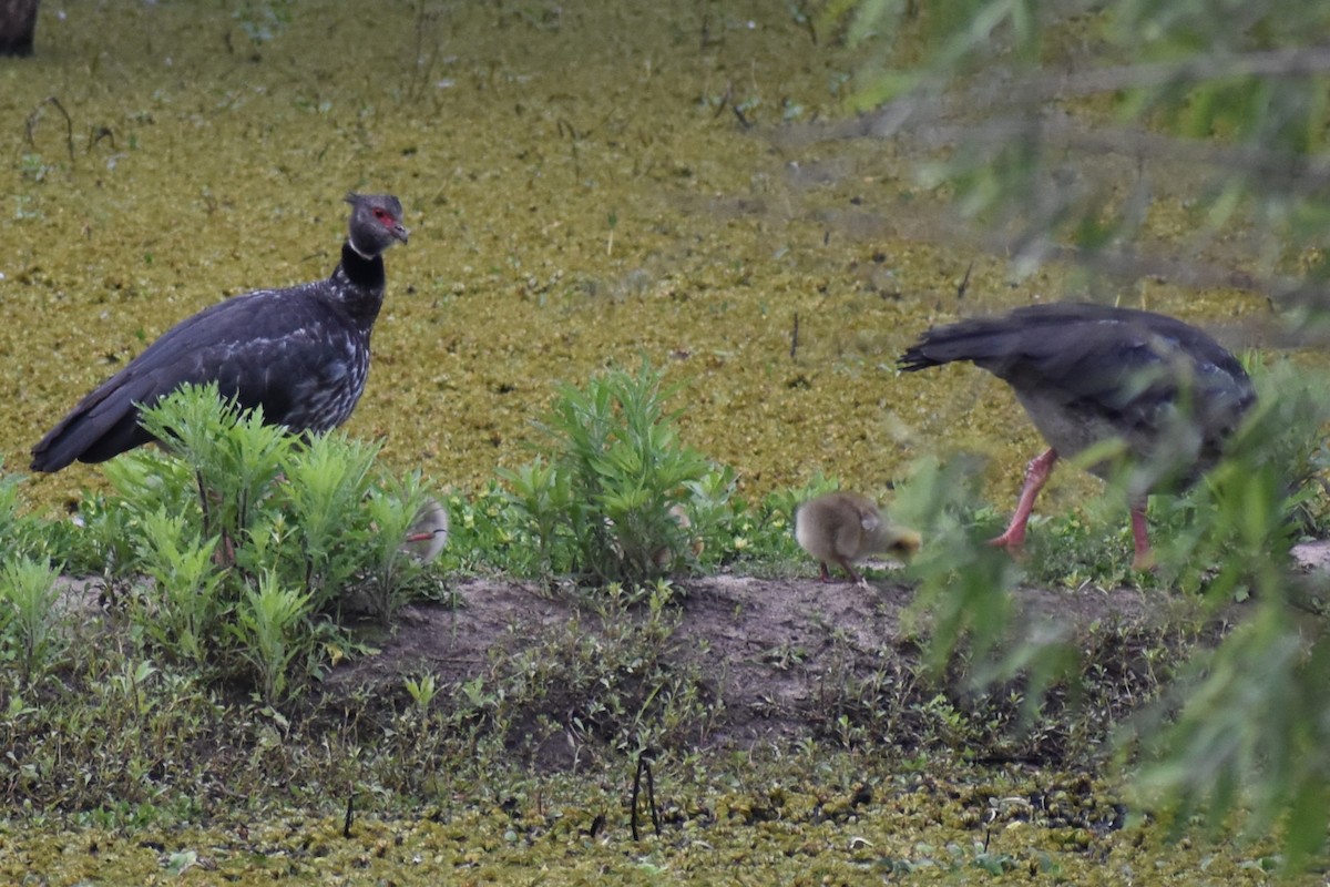 Southern Screamer - ML644289894