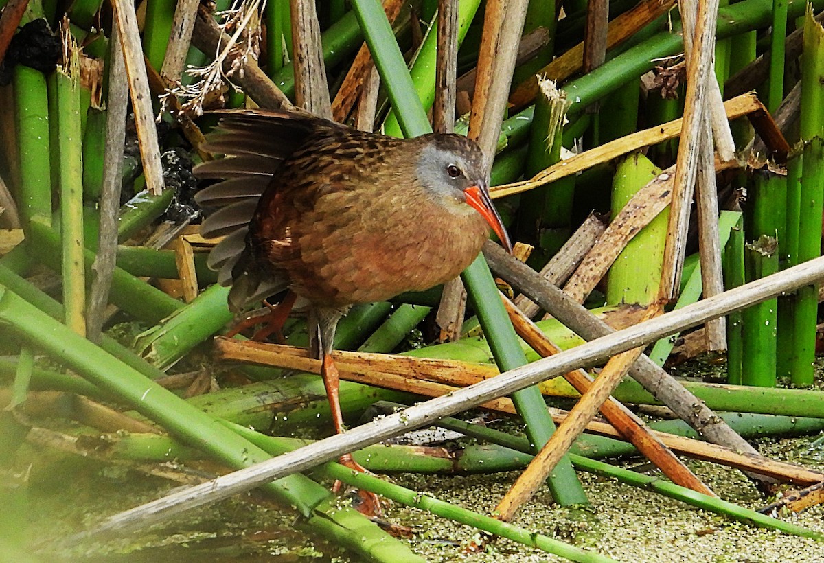 Ecuadorian Rail - ML644289895