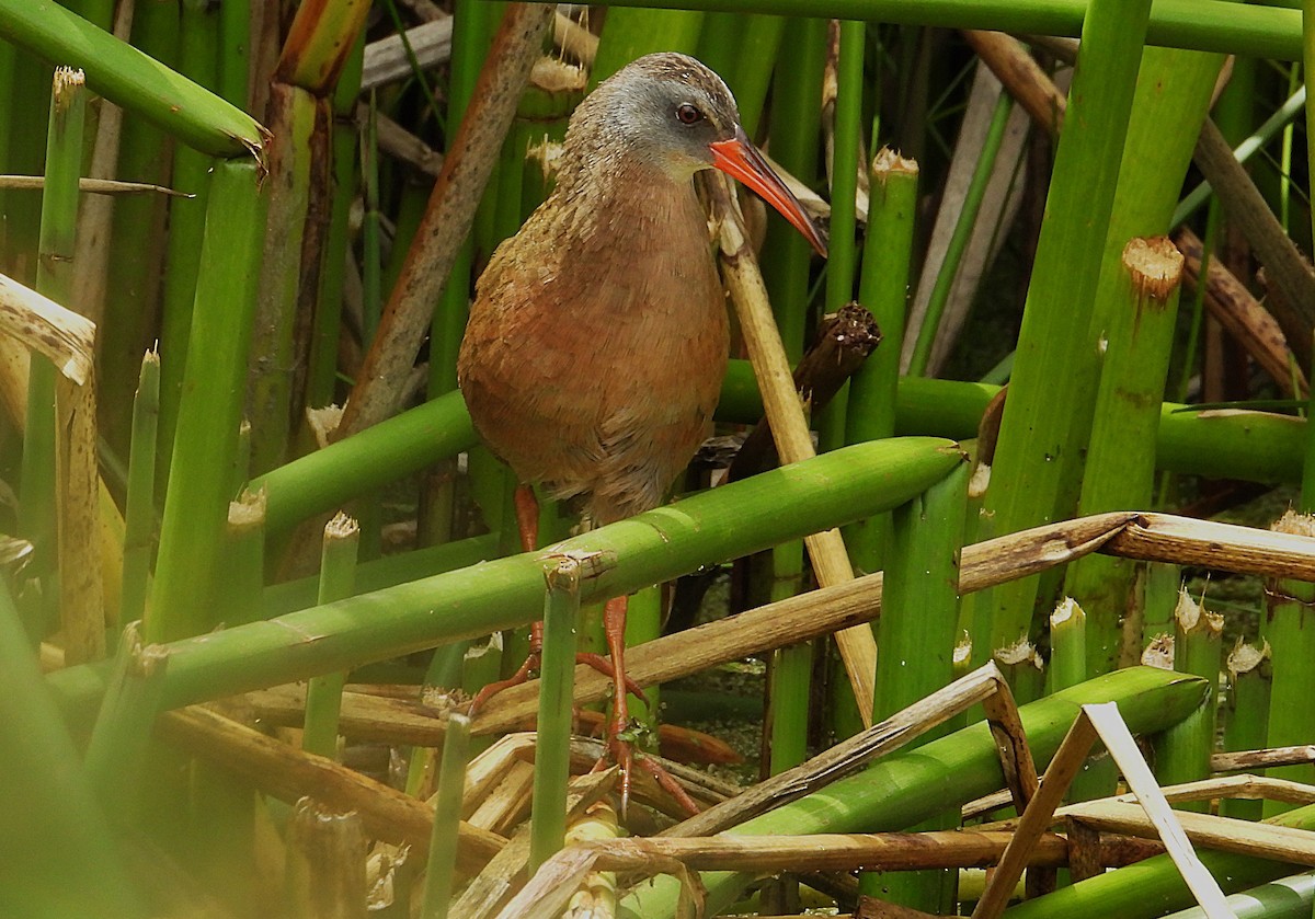 Ecuadorian Rail - ML644289896