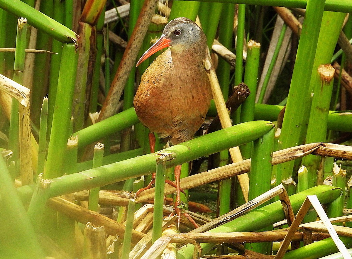 Ecuadorian Rail - ML644289897