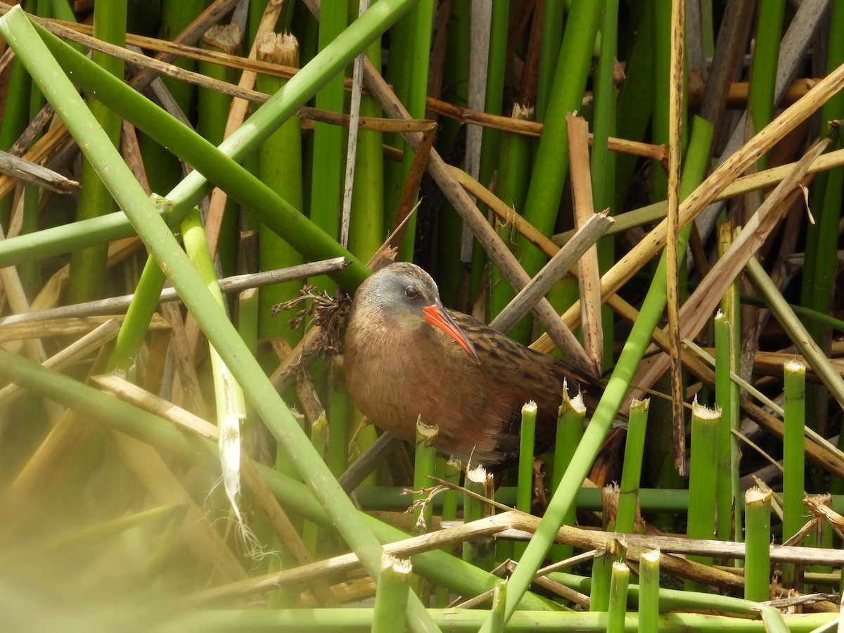 Ecuadorian Rail - ML644289898
