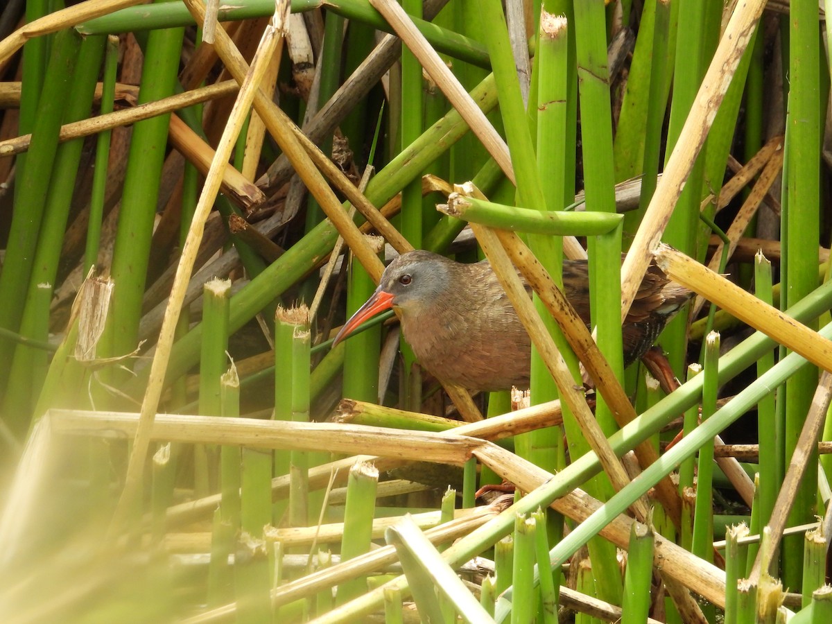 Ecuadorian Rail - ML644289899